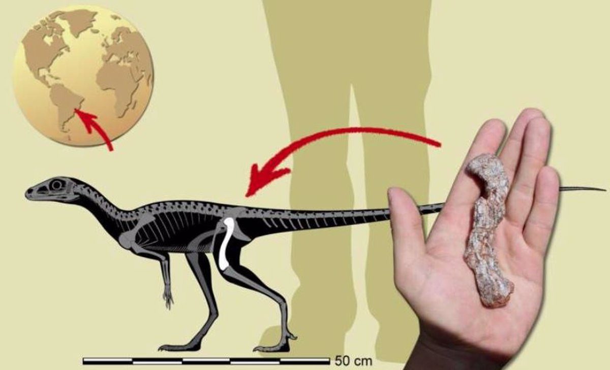 Brasil descobre o mais antigo precursor de dinossauro da América do Sul