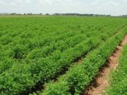 PLF 2026 : Mesures de soutien pour l’agriculture et protection des filières stratégiques