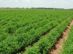 PLF 2026 : Mesures de soutien pour l’agriculture et protection des filières stratégiques