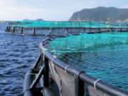 Dakhla-Oued Eddahab : une nouvelle génération de fermes aquacoles