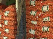 Retour en force des exportations d’oignons marocains