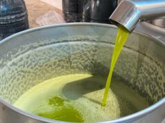 Olives : Récolte exceptionnelle à Moulay Yaâcoub, prix de l’huile divisés par deux