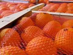 Le Maroc mise sur une récolte record d’agrumes malgré les aléas climatiques