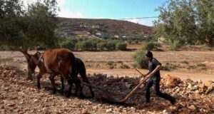 Agriculture : les pluies récentes relancent la saison des labours à Fès-Meknès