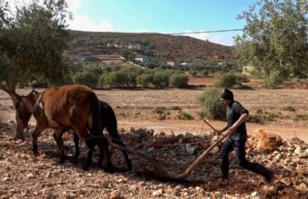 Agriculture : les pluies récentes relancent la saison des labours à Fès-Meknès