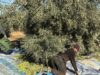 Grande Campagne Oléicole à Taourirt : Objectif 30 000 Tonnes à Atteindre