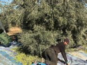 Grande Campagne Oléicole à Taourirt : Objectif 30 000 Tonnes à Atteindre