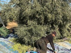 Grande Campagne Oléicole à Taourirt : Objectif 30 000 Tonnes à Atteindre