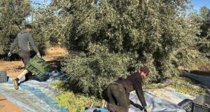 Grande Campagne Oléicole à Taourirt : Objectif 30 000 Tonnes à Atteindre