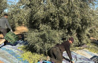 Grande Campagne Oléicole à Taourirt : Objectif 30 000 Tonnes à Atteindre