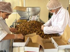 Figuig : comment les coopératives valorisent les dattes, emblème de la région