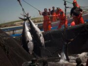 L’activité halieutique en Méditerranée : essor de l’aquaculture et baisse des captures