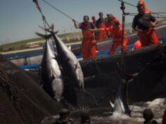 L’activité halieutique en Méditerranée : essor de l’aquaculture et baisse des captures