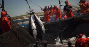 L’activité halieutique en Méditerranée : essor de l’aquaculture et baisse des captures