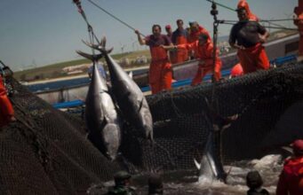 L’activité halieutique en Méditerranée : essor de l’aquaculture et baisse des captures