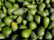 Le marché de l’avocat se stabilise après un début de saison difficile