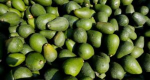 Le marché de l’avocat se stabilise après un début de saison difficile