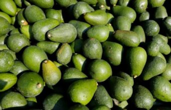 Le marché de l’avocat se stabilise après un début de saison difficile