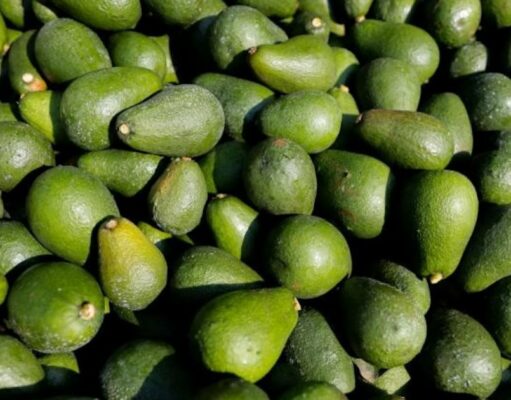 Le marché de l’avocat se stabilise après un début de saison difficile