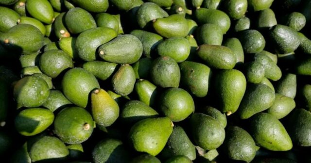 Le marché de l'avocat se stabilise après un début de