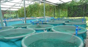 Projets structurants pour stimuler l’aquaculture d’ici 2027