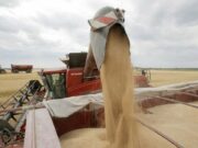 Blé tendre : le Maroc met en place une prime pour l’importation jusqu’en avril 2026