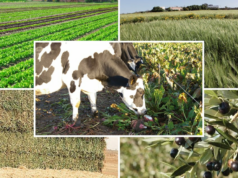 La pluie booste l’économie : prévision de 80 millions de quintaux de céréales et croissance du PIB à 6% en 2026