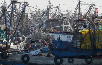 La Pêche des Petits Pélagiques Reprend