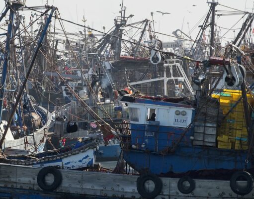 La Pêche des Petits Pélagiques Reprend