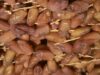 Ramadan 2026 : L’offre de 160 000 tonnes de dattes locales peut-elle stabiliser le marché ?