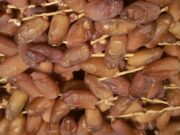 Ramadan 2026 : L’offre de 160 000 tonnes de dattes locales peut-elle stabiliser le marché ?
