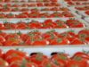 Tomate : Rendements élevés et compétitivité renforcée du Maroc contre les gros producteurs