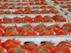 Tomate : Rendements élevés et compétitivité renforcée du Maroc contre les gros producteurs