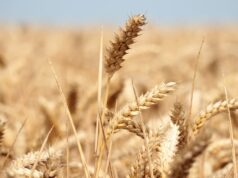 Optimisation du titre: La campagne céréalière : entre espoir et dépendance aux importations