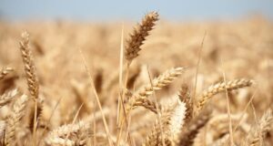 Optimisation du titre: La campagne céréalière : entre espoir et dépendance aux importations