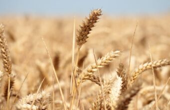 Optimisation du titre: La campagne céréalière : entre espoir et dépendance aux importations