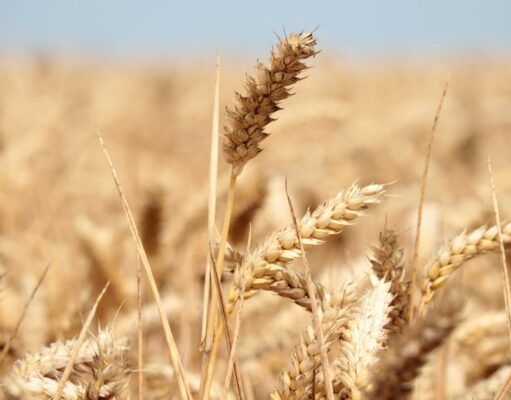 Optimisation du titre: La campagne céréalière : entre espoir et dépendance aux importations