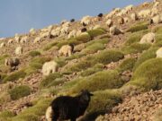Pluviométrie : vers un rééquilibrage des systèmes agro-pastoraux