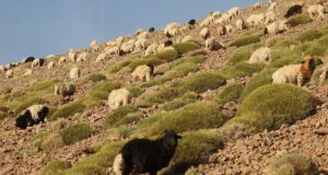 Pluviométrie : vers un rééquilibrage des systèmes agro-pastoraux