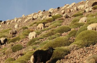Pluviométrie : vers un rééquilibrage des systèmes agro-pastoraux