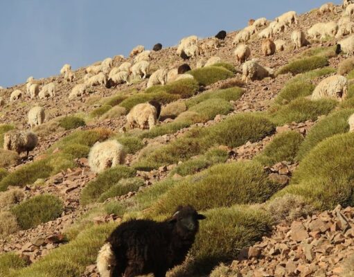Pluviométrie : vers un rééquilibrage des systèmes agro-pastoraux