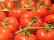 Exportations de tomates marocaines vers l’Allemagne : une augmentation de 489% en vingt ans