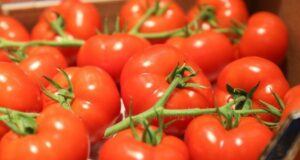 Exportations de tomates marocaines vers l’Allemagne : une augmentation de 489% en vingt ans