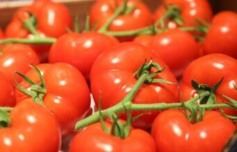 Exportations de tomates marocaines vers l’Allemagne : une augmentation de 489% en vingt ans
