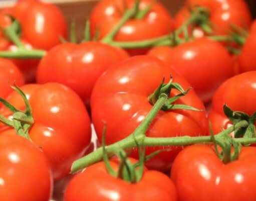 Exportations de tomates marocaines vers l’Allemagne : une augmentation de 489% en vingt ans