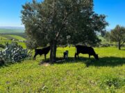 Moulay Yacoub : la pluie redynamise la campagne agricole et réconforte les agriculteurs