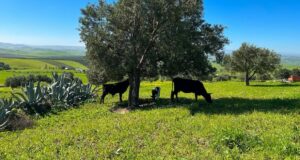 Moulay Yacoub : la pluie redynamise la campagne agricole et réconforte les agriculteurs
