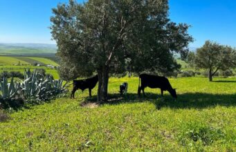 Moulay Yacoub : la pluie redynamise la campagne agricole et réconforte les agriculteurs