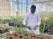 Sahara : l’ASARI valorise la science pour les agriculteurs à Foum El Oued