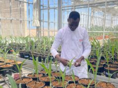 Sahara : l’ASARI valorise la science pour les agriculteurs à Foum El Oued